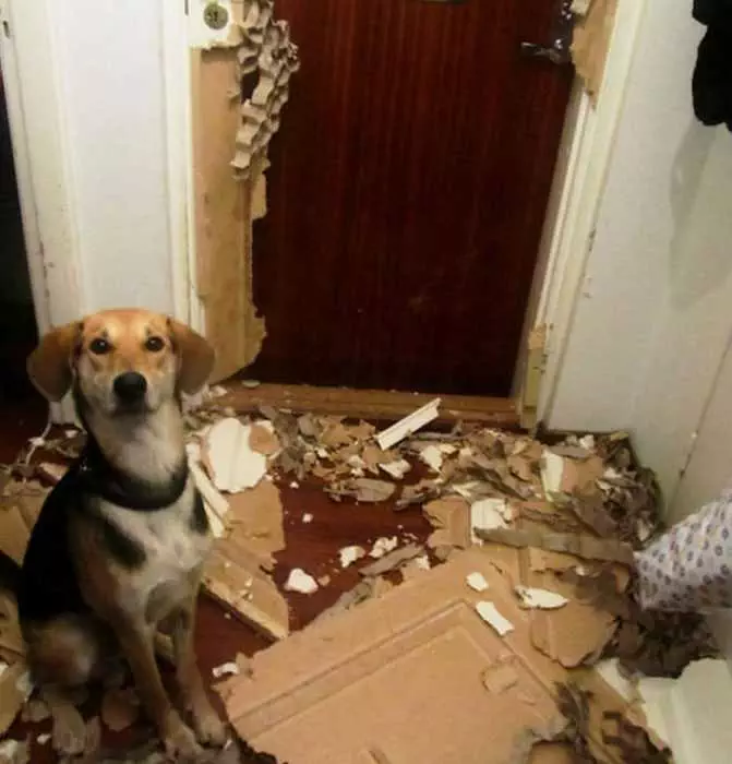 Dog-Door-Caught A Dog With A Funny Expression Sitting In Front Of A Door That Was Ripped To Pieces By Said Dog