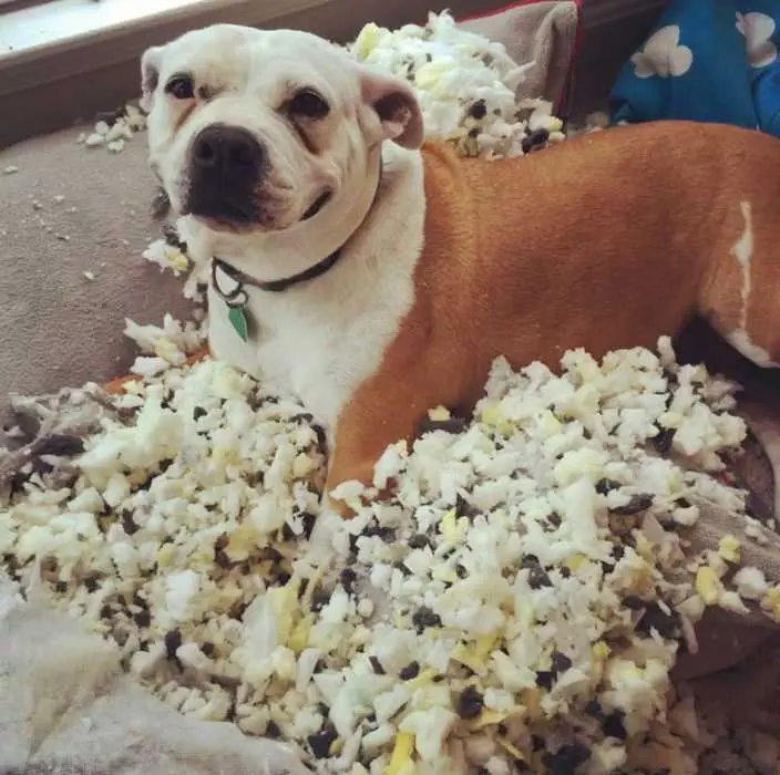 Dog-Grinning A Close Up Of A Dog With A Funny Expression Lying On A Sofa With The Fabric Ripped Open To Reveal Ripped Foam Cushioning