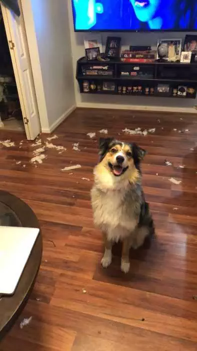 A Dog Sitting On The Floor After Leaving Behind A Mess
