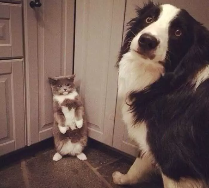 Dog-Innocent A Cat Sitting Next To A Dog