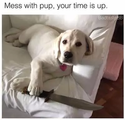 Beige Labrador Dog Sitting On Sofa With One Paw On A Small Sword