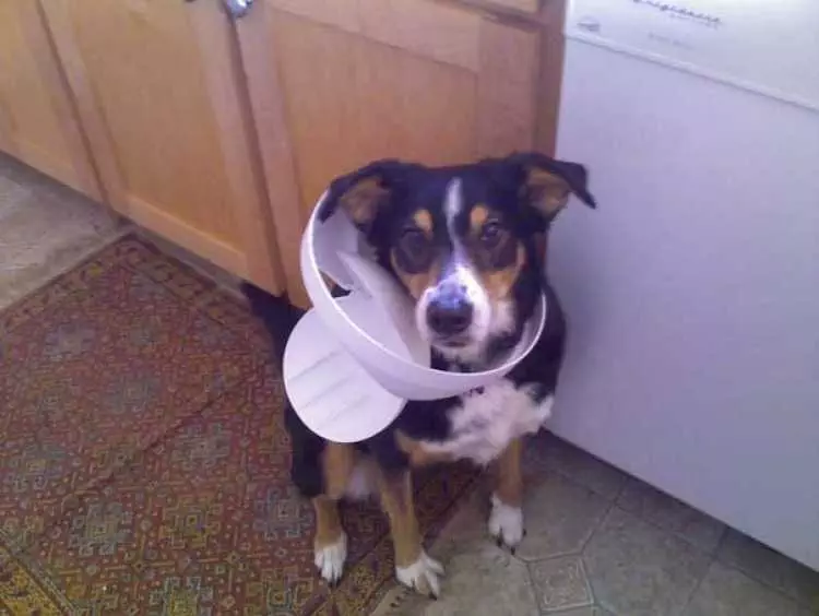 Dog-Necklace Funny Little Dog Needs Help With His Head Through A Plastic Garbage Can Lid