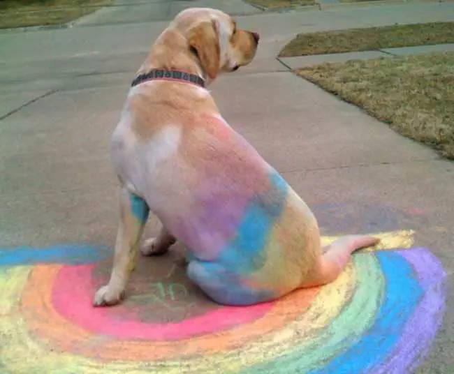 Dog-Rainbow-Dog A Dog With Chalk Colors On Its Back After Lying On The Sidewalk With A Rainbow Painted With Chalk