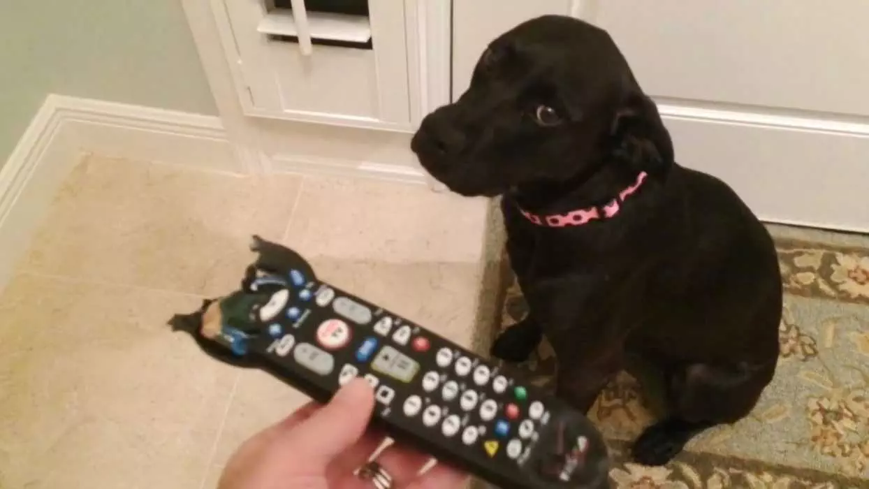 Dog-Remote A Funny Puppy Sitting On The Floor In Front Of A Half Chewed Up Remote