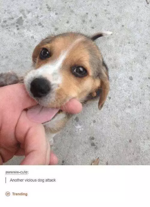 Cute Beagle Puppy Attacking Its Owner'S Finger With A Playful Bite