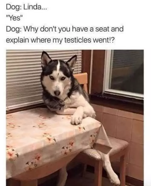 Cute Picture Of A Husky Sitting On A Chair With Front Paws Leaning On A Table