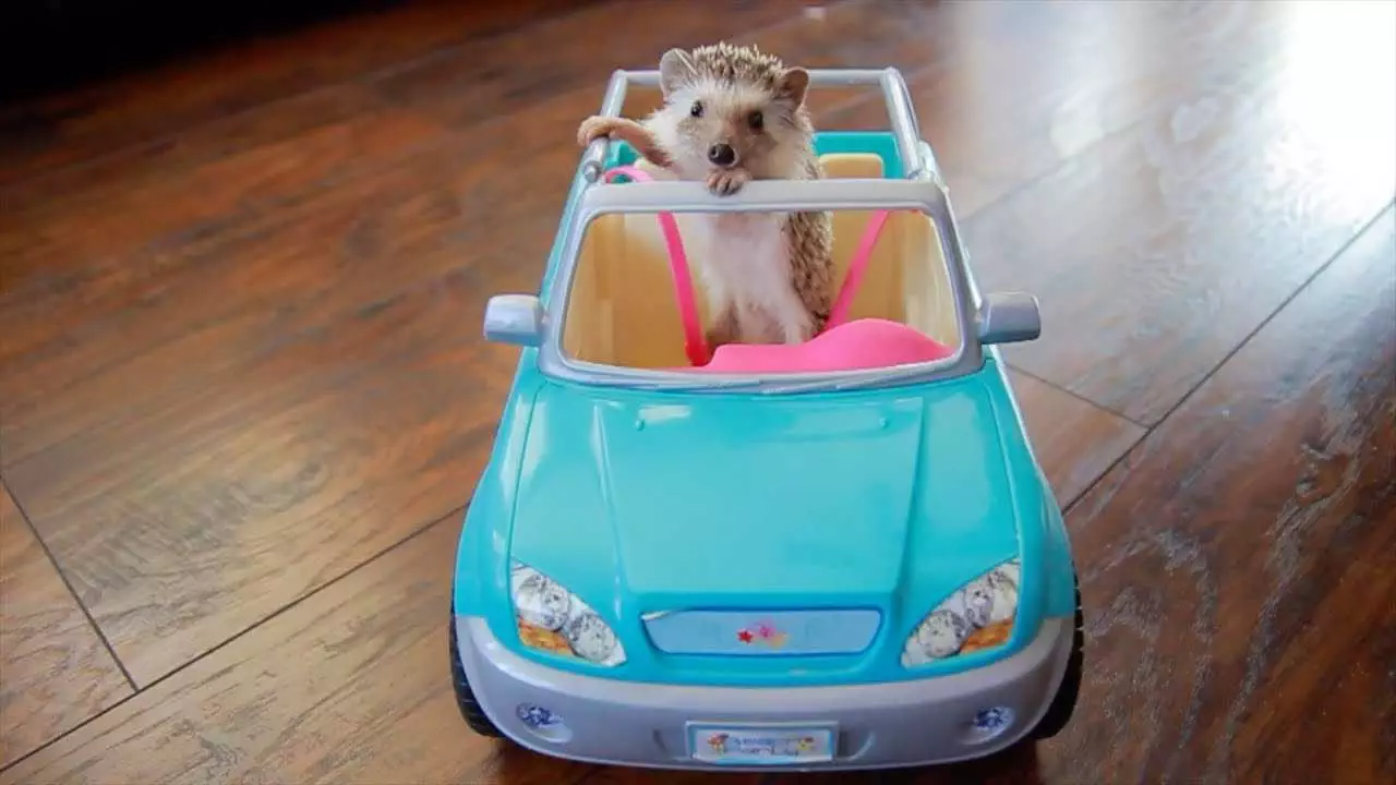 Funny-Hedge-Drive Hedge Hog In Toy Car Picture