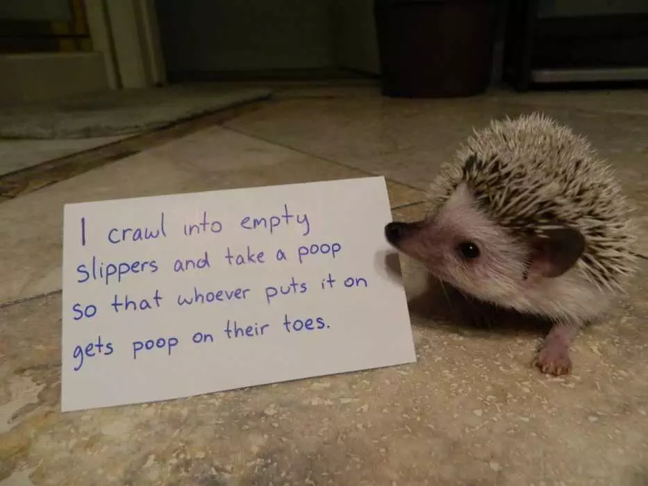 Funny-Hedge-Hog-Shoes Dog Shaming For Hedge Hogs Captioned I Crawl Into Empty Slippers And Take A Poop So That Whoever Puts It On Gets Poop On Their Toes.