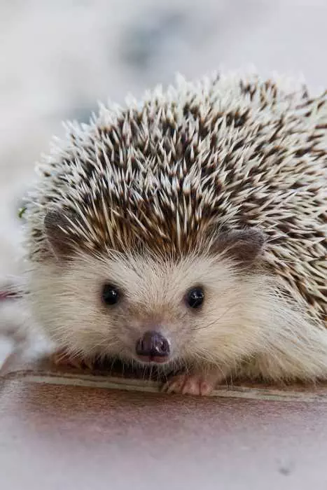 Funny-Hedgehog-Pic Cute Hedge Hog Staring At Camera