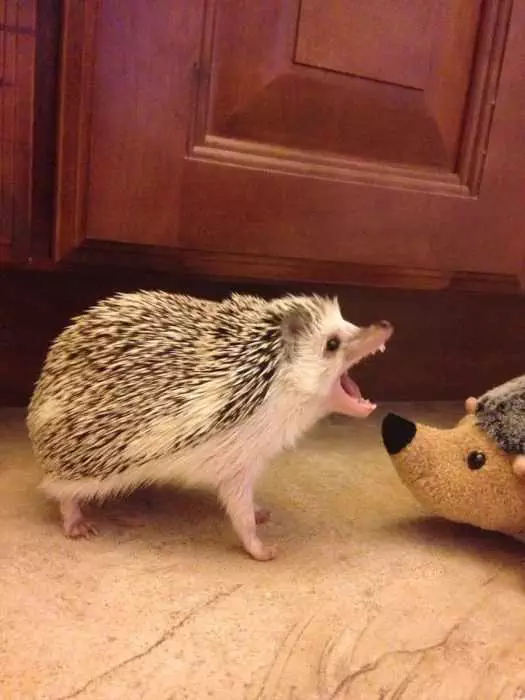 Funny-Hedgehog-Yell Hedgehogs Pics Showing An Angry Hedgehog Next To A Stuffed Hedgehog