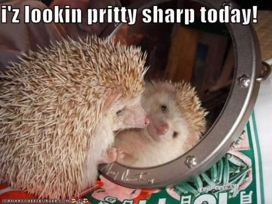 Funny-Pretty-Sharp Adorable Hedgehog Standing In Front Of A Mirror