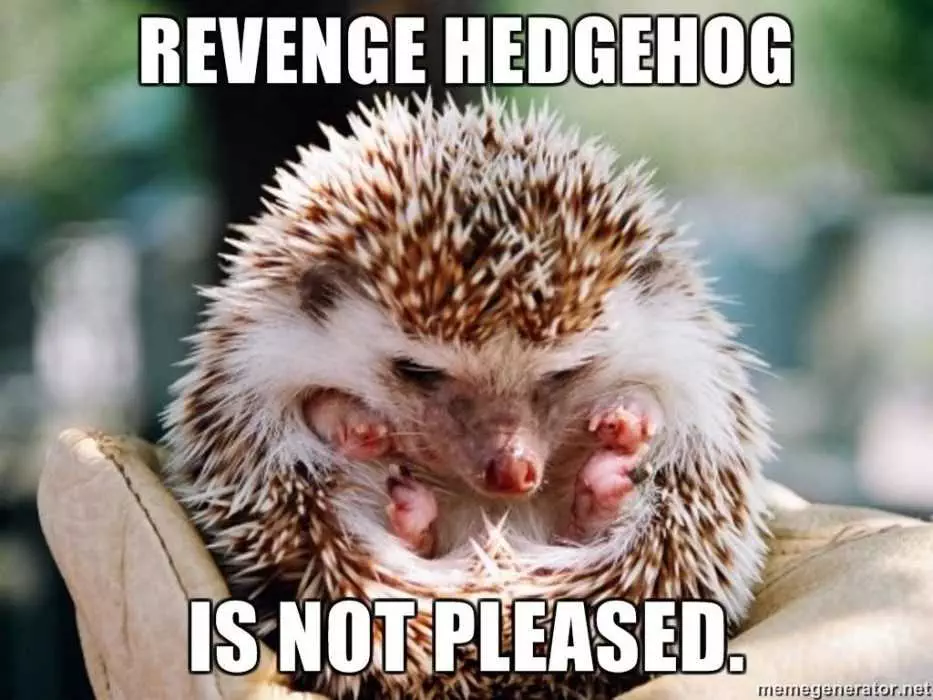 Funny-Revenge Cute Hedge Hog Looking Angry Rolled Up In Defensive Position
