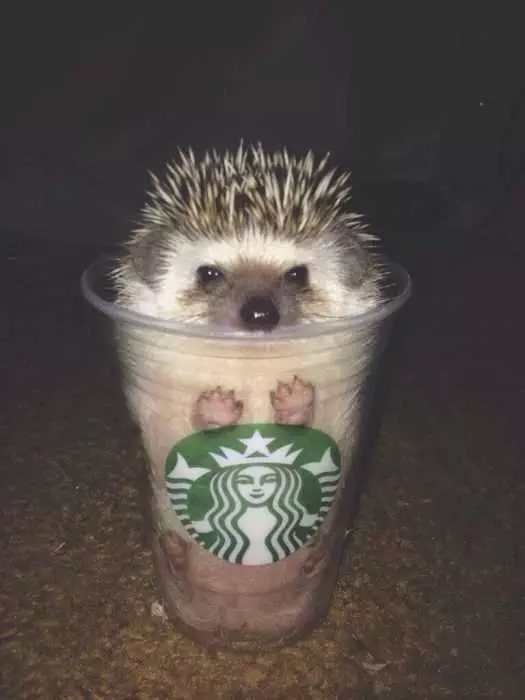 Hedgehog-Cup Cute Picture Of A Hedgehog In A Transparent Starbucks Cup