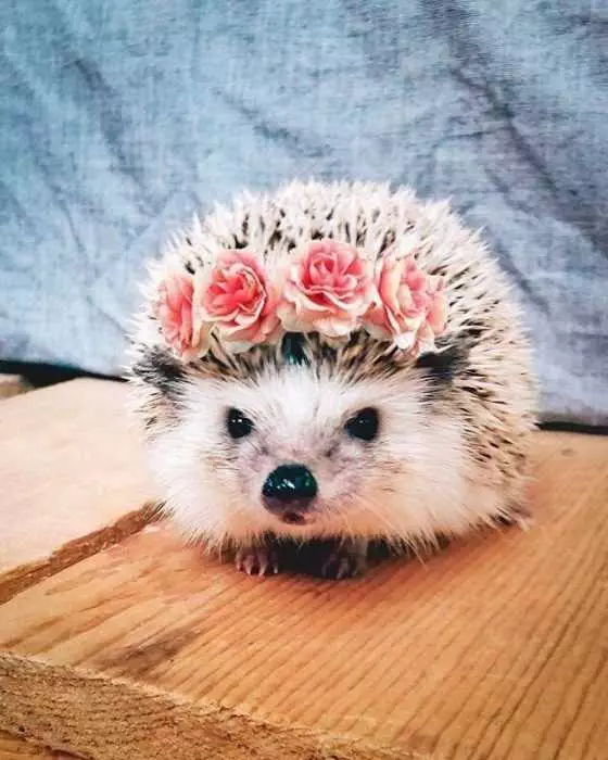 Hedgehog-Flowers Cute Picture Of Hedgehog Wearing Roses In Its Spikes