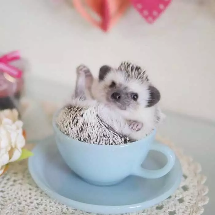 Hedgehog-Mug Cute Picture Of A Hedgehog In A Teacup