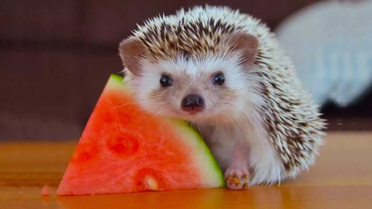 Cute Hedgehog Posing With A Slice Of Watermelon Picture