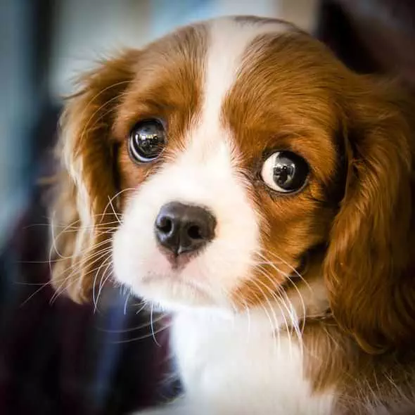 Pic-Big-Eyes Pic Big Eyes