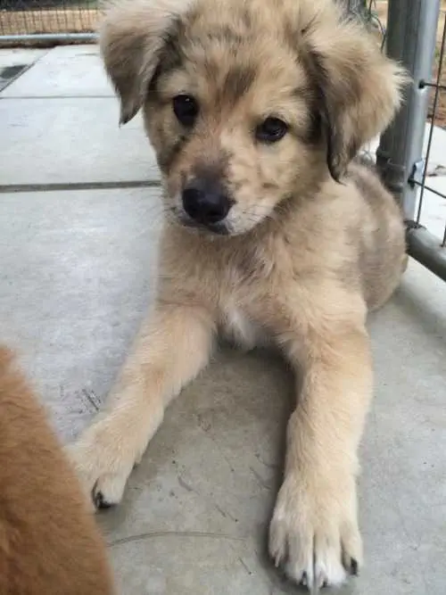 Pic-Creamy-Colored-Mutt Pic Creamy Colored Mutt