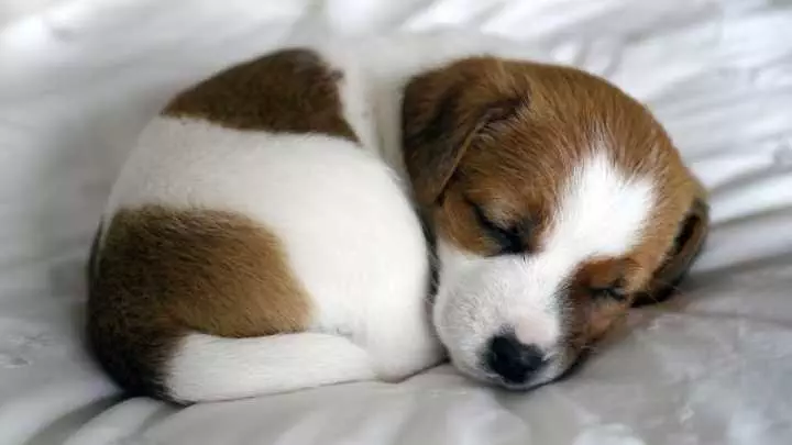Pic-Dog-Snuggle Pic Dog Snuggle
