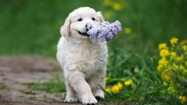 Pic Flower Puppy