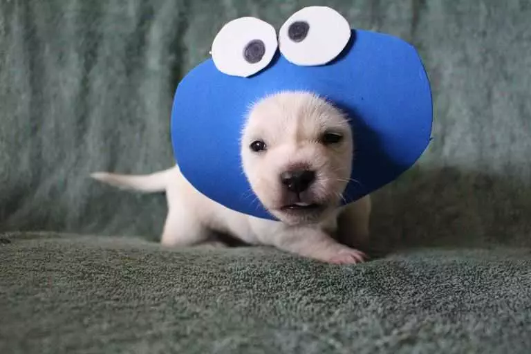 Pic Puppy Costume