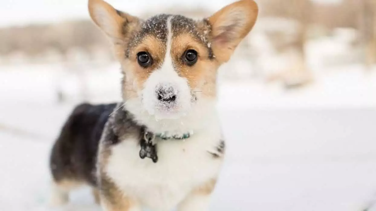 Pic Puppy Play Snow