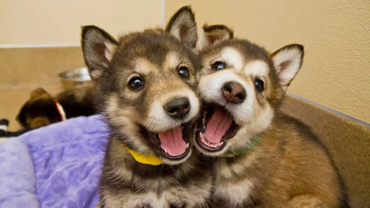 Pic Smily Puppies