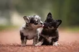 Pic Tongues Puppies