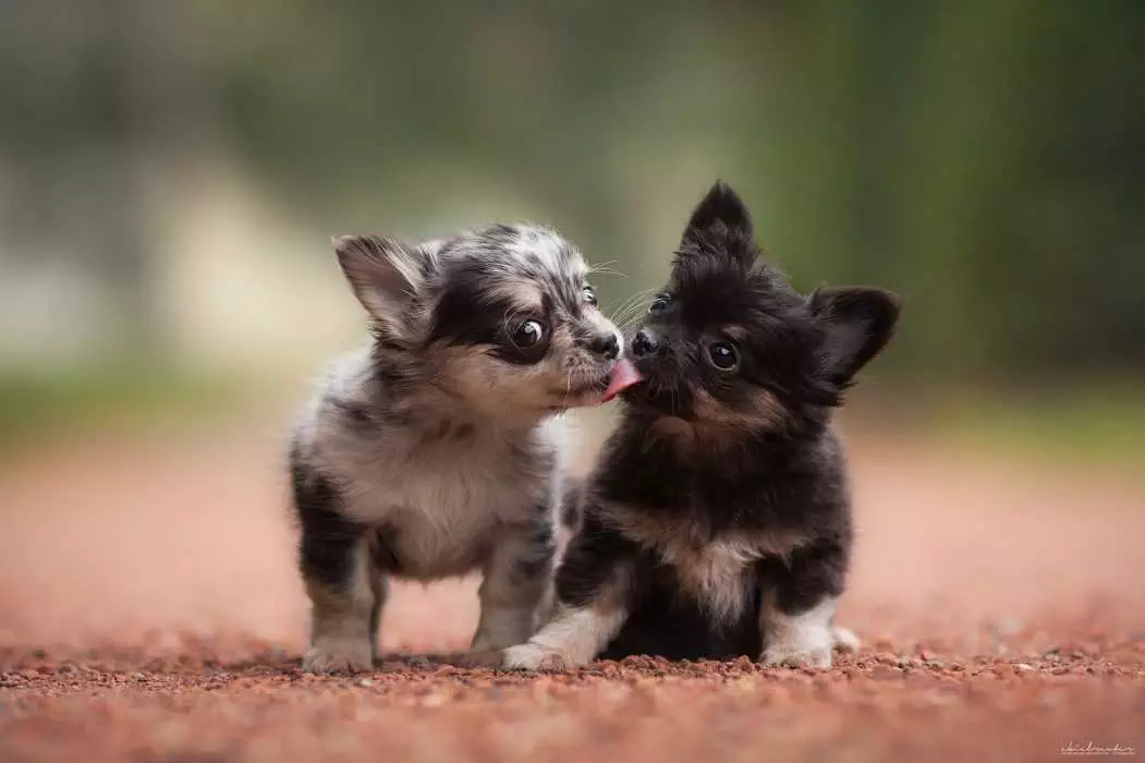 Pic-Tongues-Puppies Pic Tongues Puppies