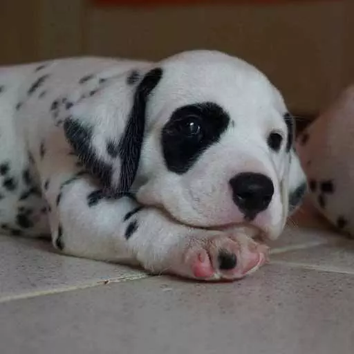 Puppy Spot