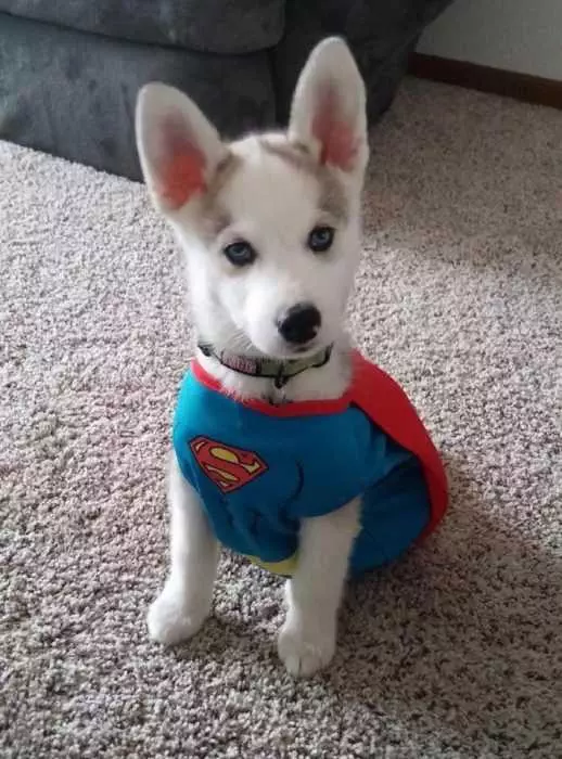 Puppy Superman