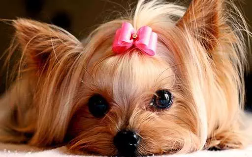 Puppy-Yorkie Puppy Yorkie