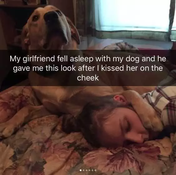 Snap-Dog-Girlfriend Funny Snapchat Dog