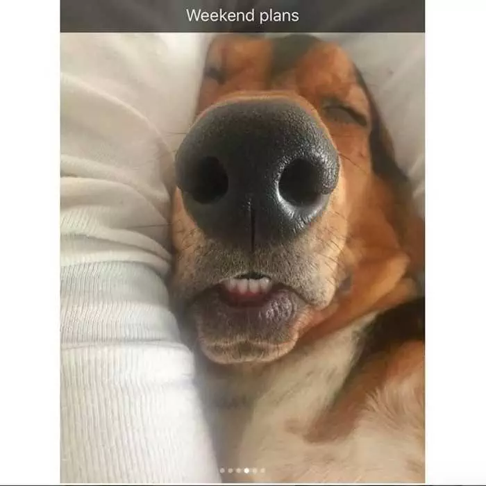 Funny Dog Snapchat