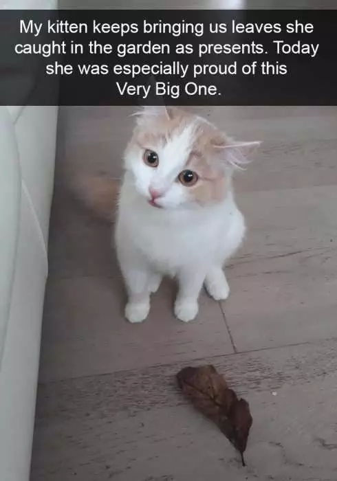 Funny Kitten Snapchat
