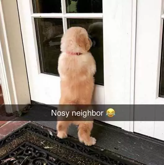 Funny Puppy Snapchat