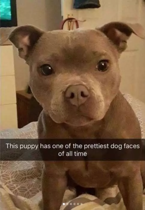 Funny Snapchat Puppy