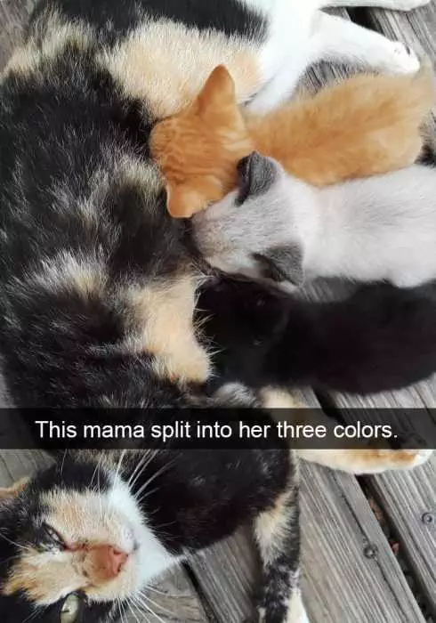 Snap-Split Funny Cat Snapchat