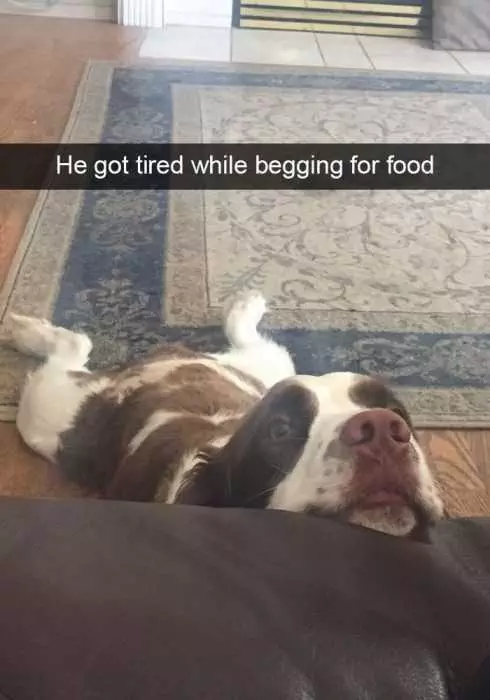 Funny Dog Snapchat
