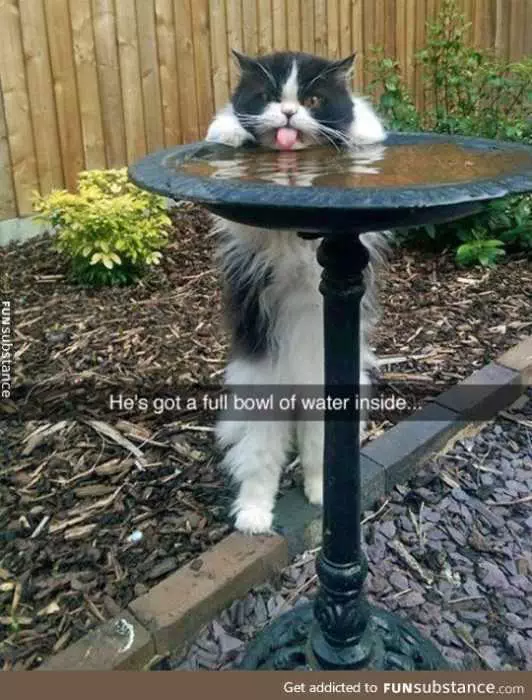 Funny Cat Snapchat