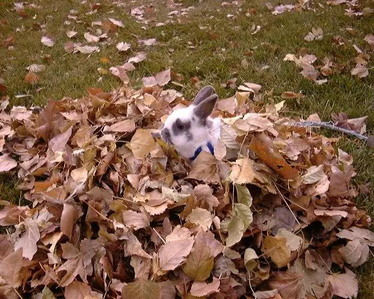 Cute Fall Animal Images  Bunny In A Pile Of Leaves