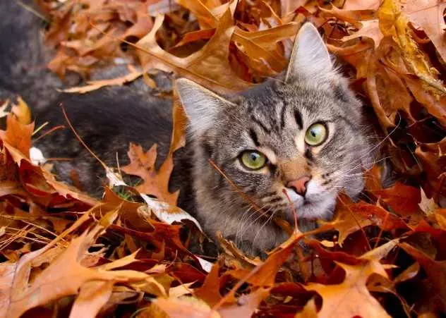 Funny Fall Animal Pictures  Cat Submarining In Leaves