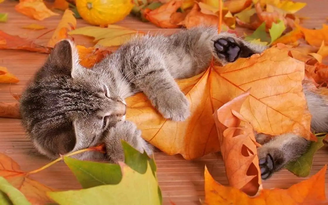 Cute Fall Animal Pictures  Cat Cuddling With Leaf