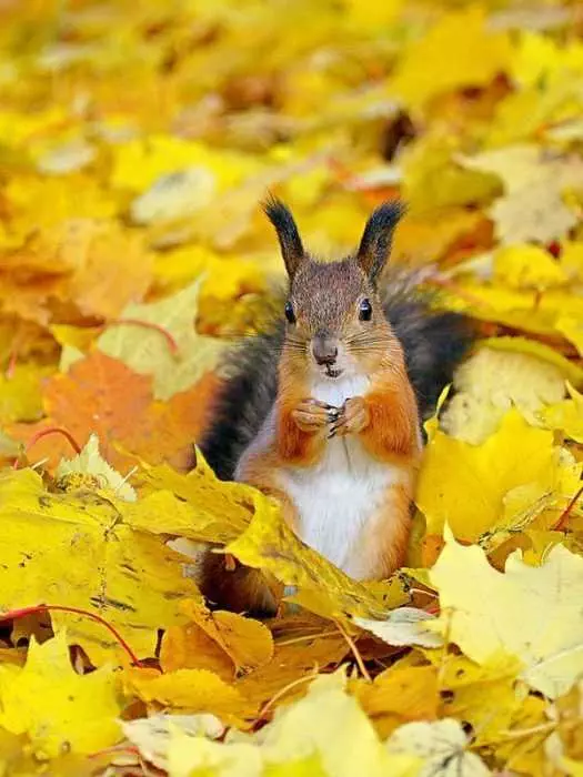 Funny Fall Animal Memes  Squirrel In Leaves Ready To Discuss Terms