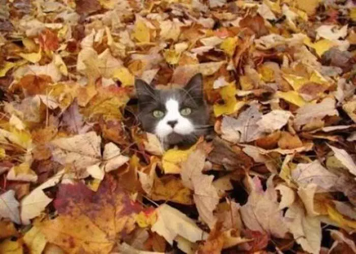 Funny Fall Animal Images  Cat Surfacing After Some Leaf Diving
