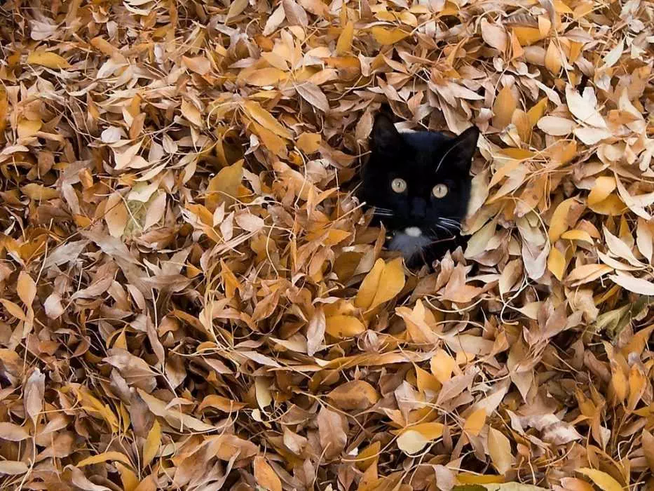 Cute Fall Animals Wallpaper  You Know Halloween Is Coming When You See A Black Cat In A Pile Of Leaves