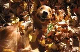 Funny Fall Animal Pictures  Retriever Lying In Pile Of Leave Feeling Satisfied