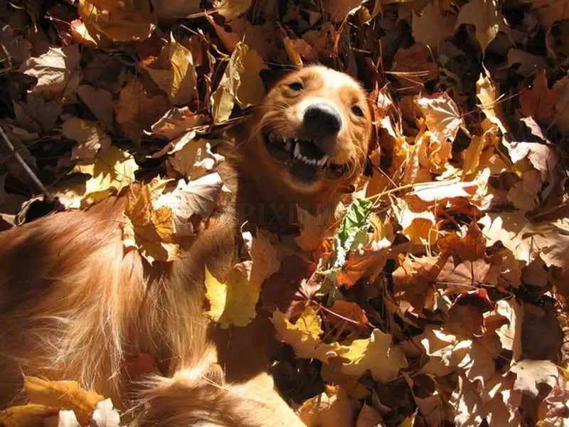 Funny Fall Animal Pictures  Dog Finding It Funny To Be Lying In Leaves