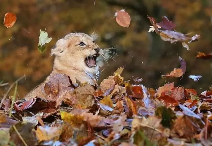 Funny Fall Animal Pictures  This Lion Cub Is Learning To Repel Attacks From Above