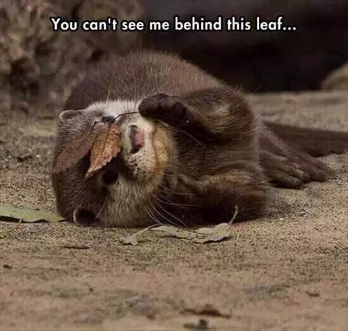 Funny Fall Animal Images  Otter Playing Peekaboo